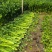芹菜安徽精品芹菜大中小棵产地直供保质保量代发全国