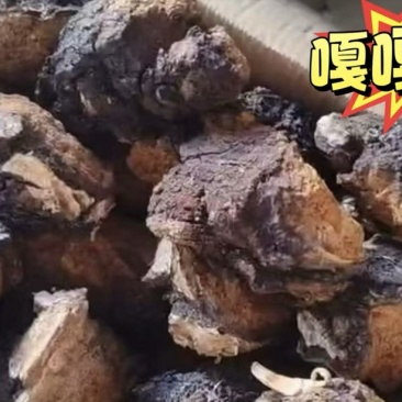 桦树茸（桦树泪）