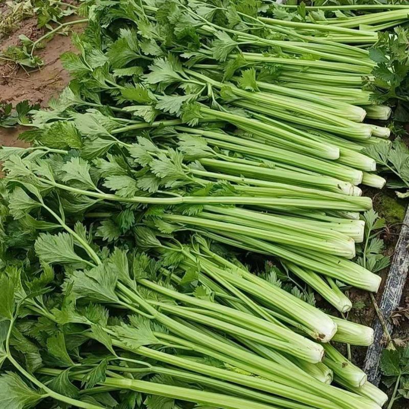 西芹，芹菜，产地直供，量大从优