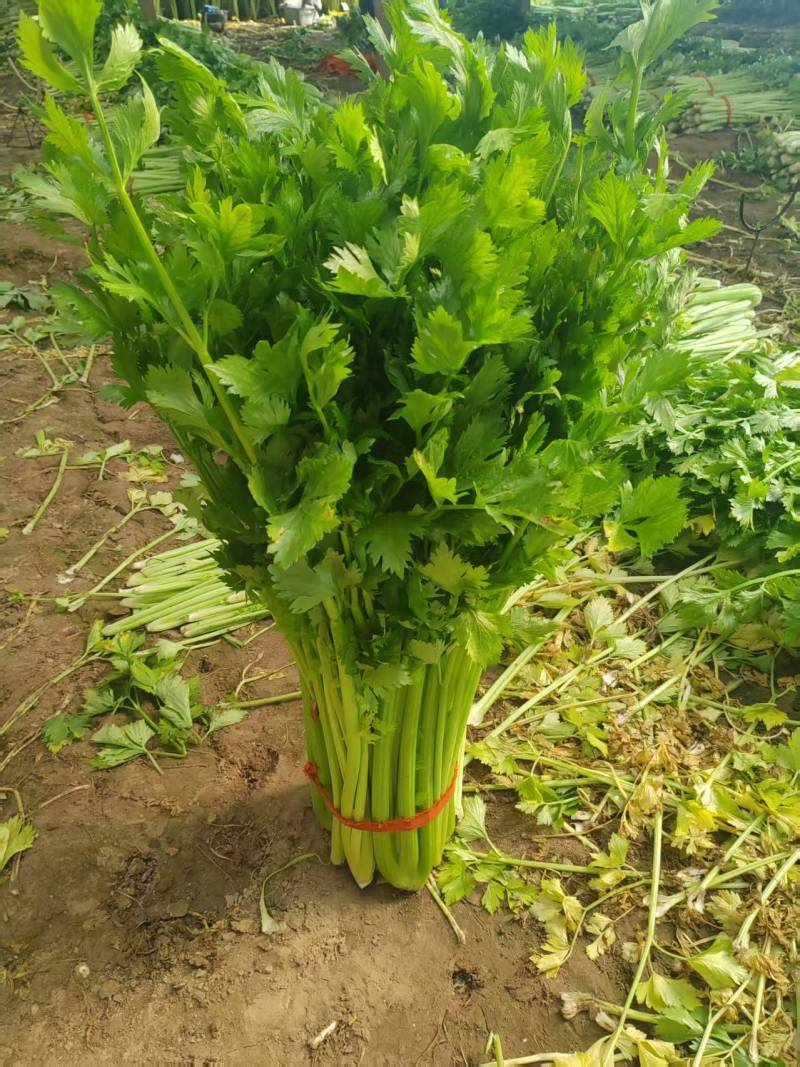 西芹，芹菜，产地直供，量大从优