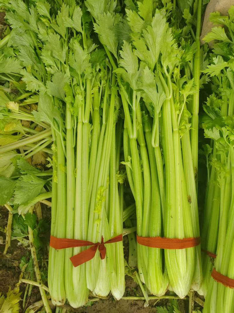西芹，芹菜，产地直供，量大从优