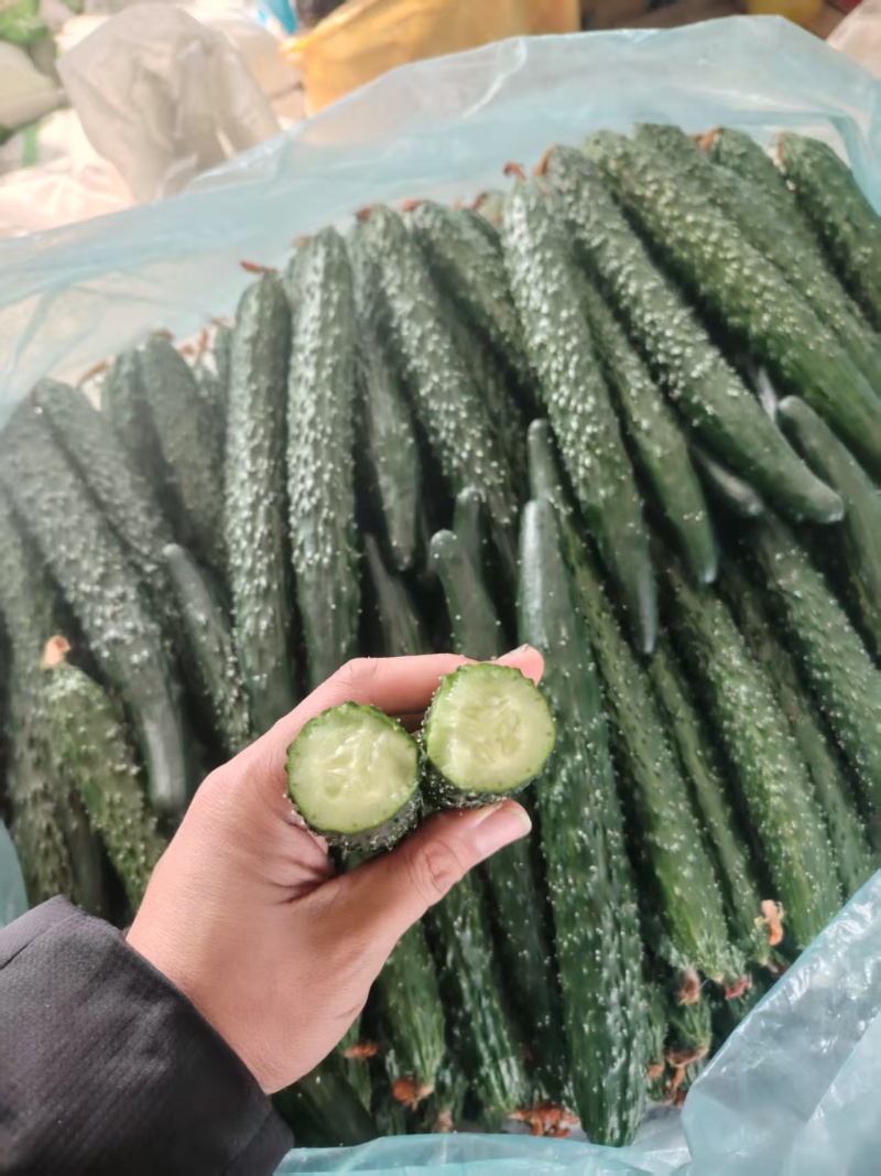 黄瓜，密刺黄瓜，基地直供，量大从优，保质保量