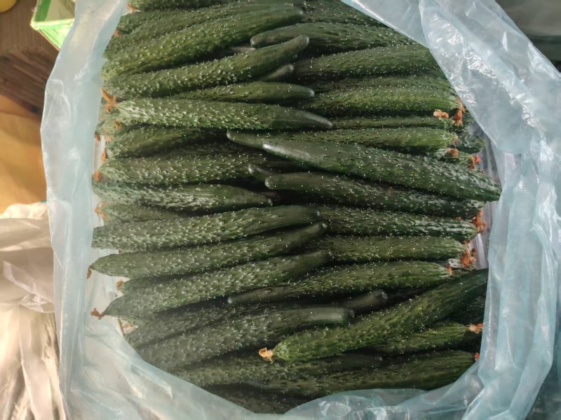 黄瓜，密刺黄瓜，基地直供，量大从优，保质保量