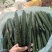 黄瓜，密刺黄瓜，基地直供，量大从优，保质保量