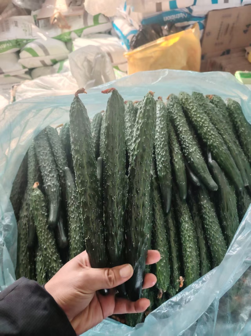 黄瓜，密刺黄瓜，基地直供，量大从优，保质保量