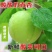 山西夏县大棚金太阳杏