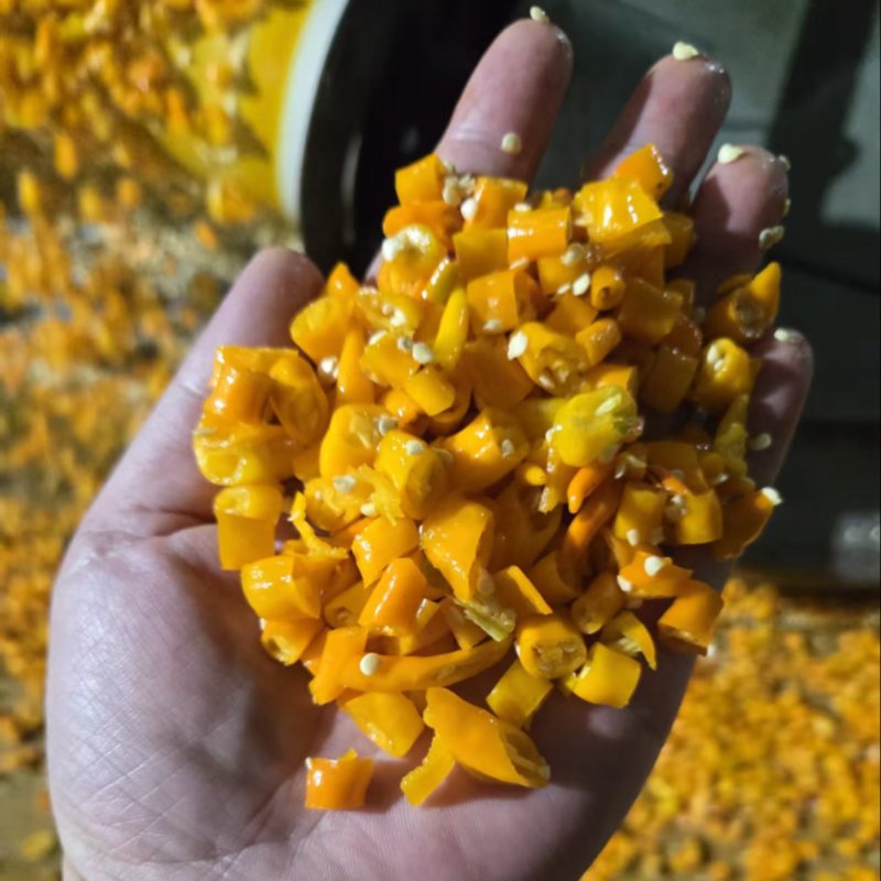 黄贡椒（剁椒）产地直供/保质保量/欢迎大量采购