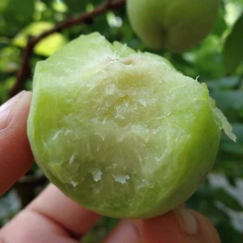 山西夏县大棚金太阳杏