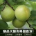 山西夏县大棚金太阳杏
