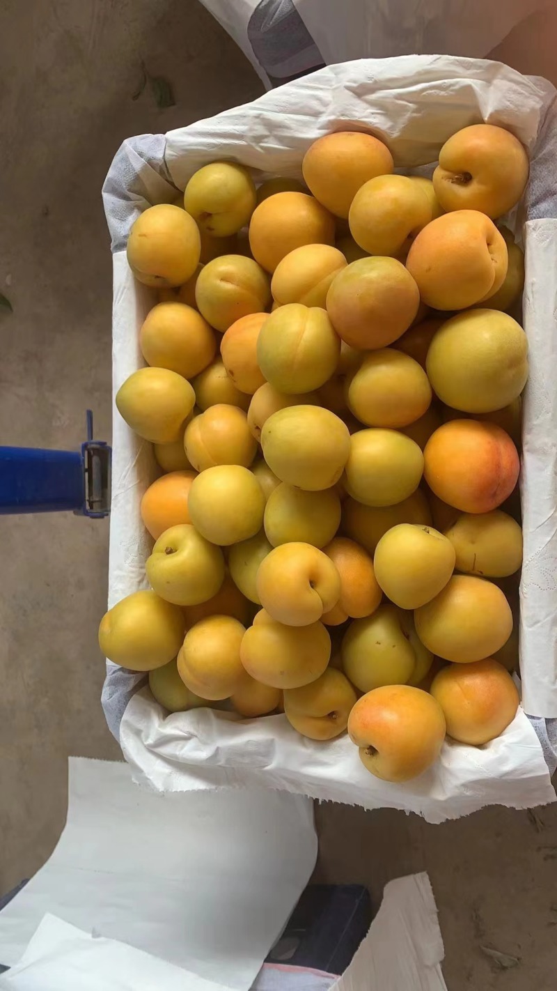 山西夏县大棚金太阳杏