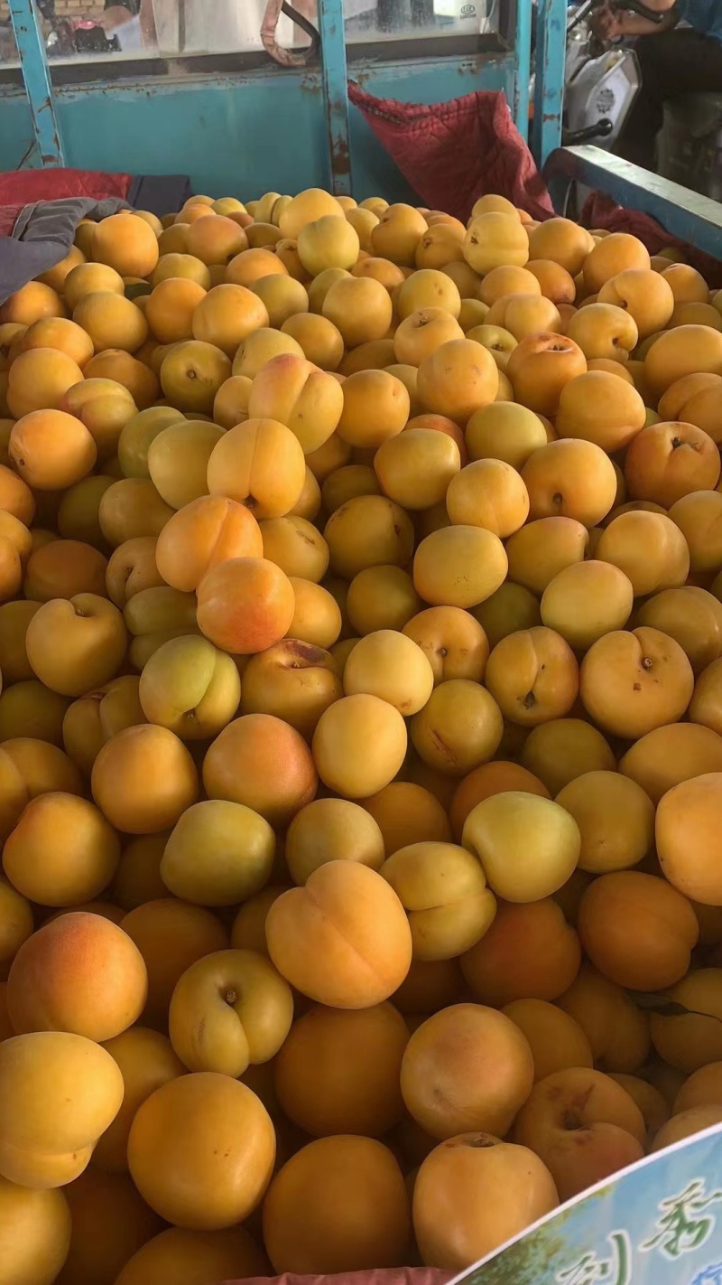 山西夏县大棚金太阳杏