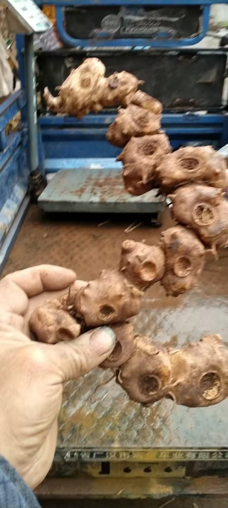 纯野生黄精鲜货，长期供应，欢迎各位老板们随时咨询连系