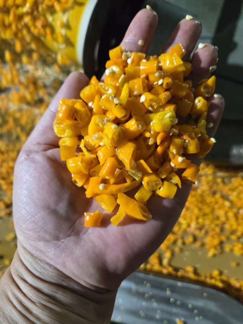 黄贡椒（剁椒）产地直供/保质保量/欢迎大量采购
