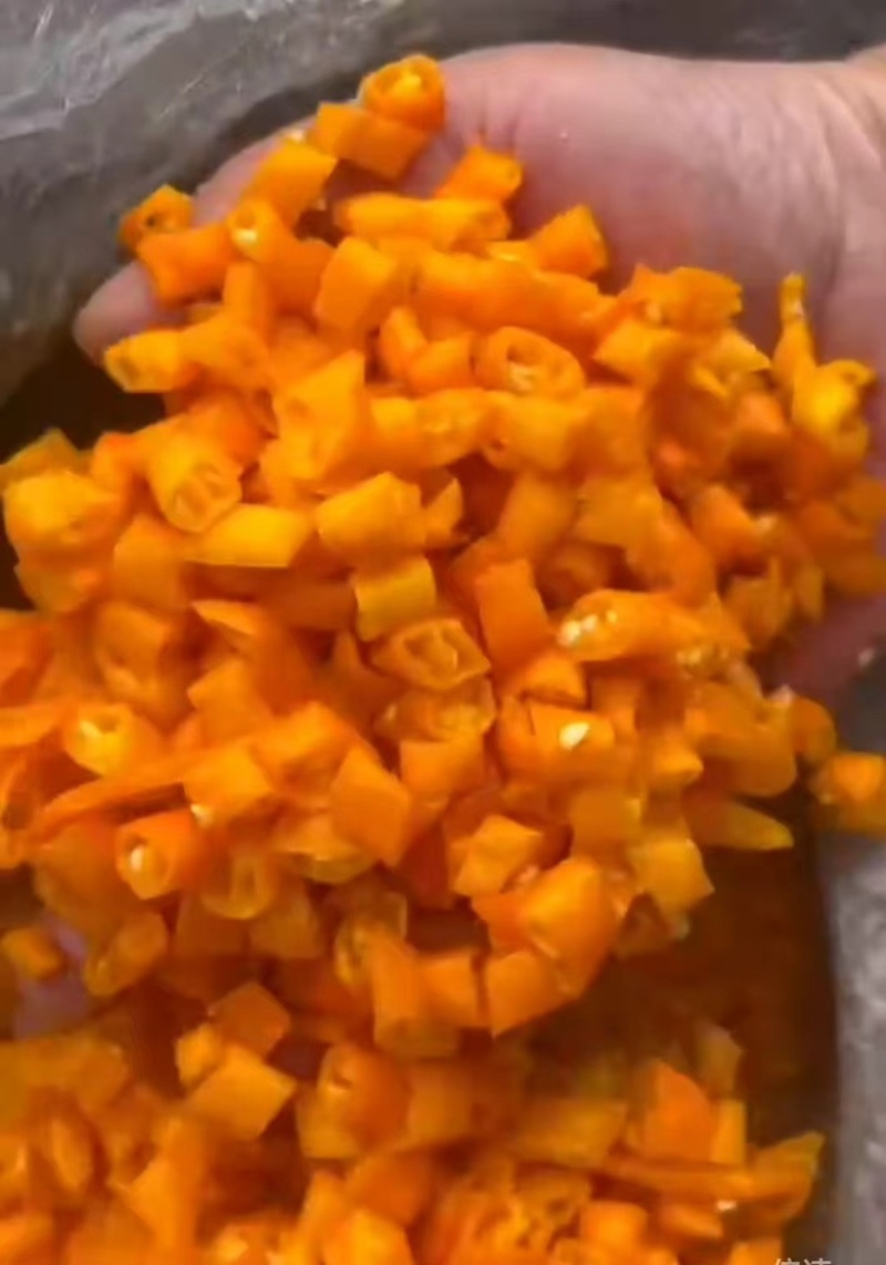 黄贡椒（剁椒）产地直供/保质保量/欢迎大量采购