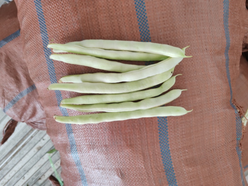精品扁芸豆电商赶集超市