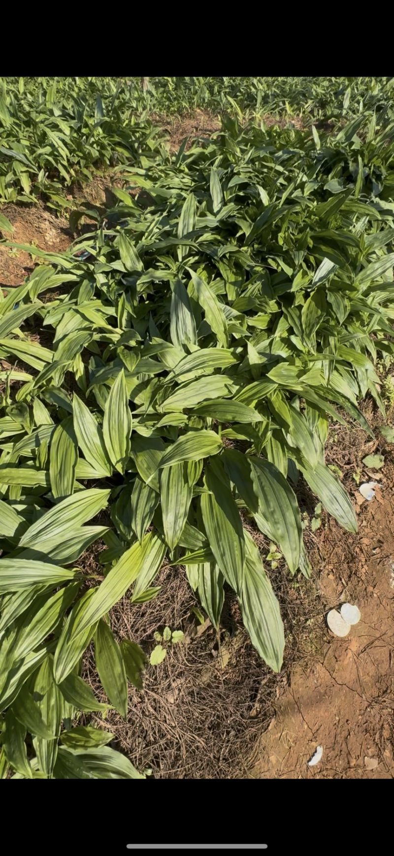紫花宽叶毛慈菇苗杜鹃兰