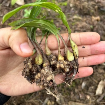 紫花宽叶毛慈菇苗杜鹃兰