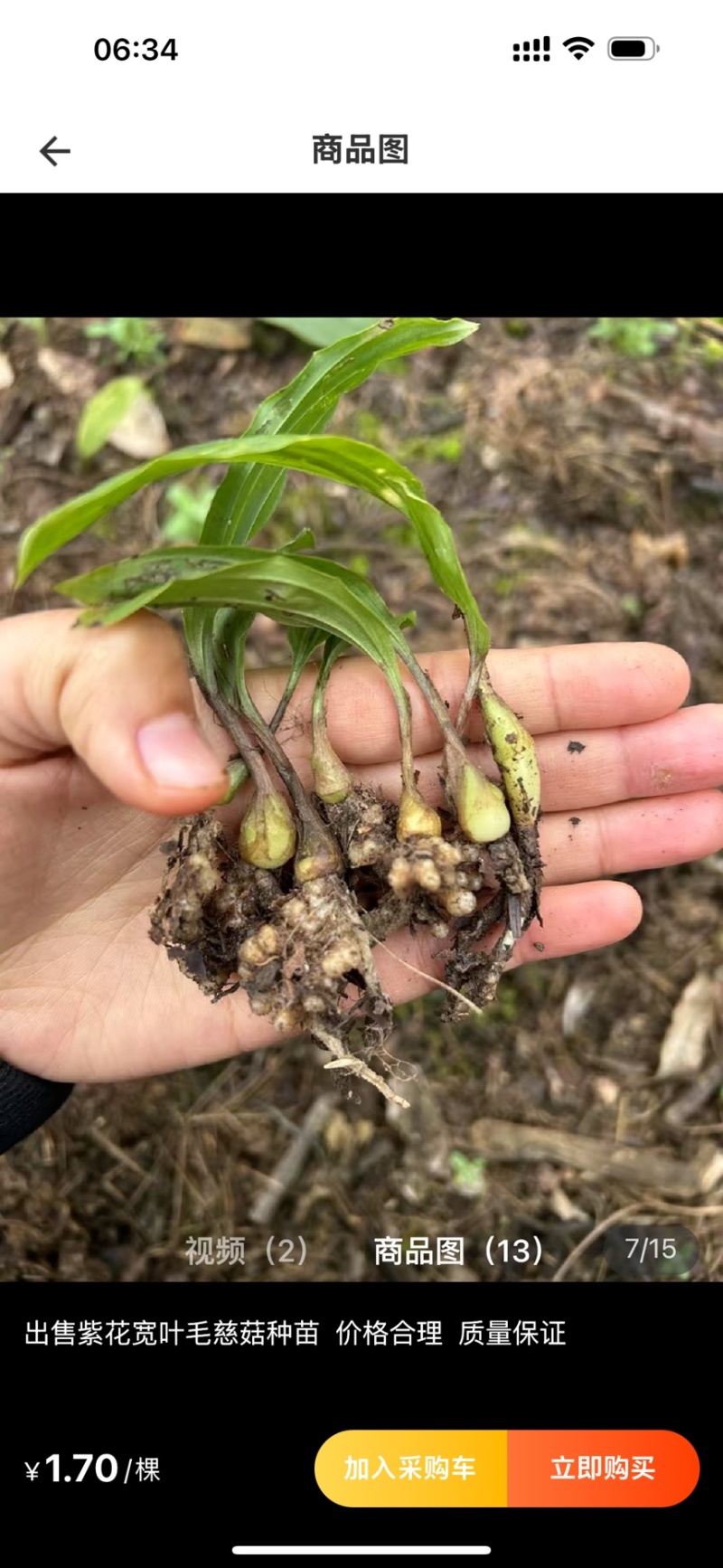 紫花宽叶毛慈菇苗杜鹃兰