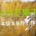 5斤装A级芒果干