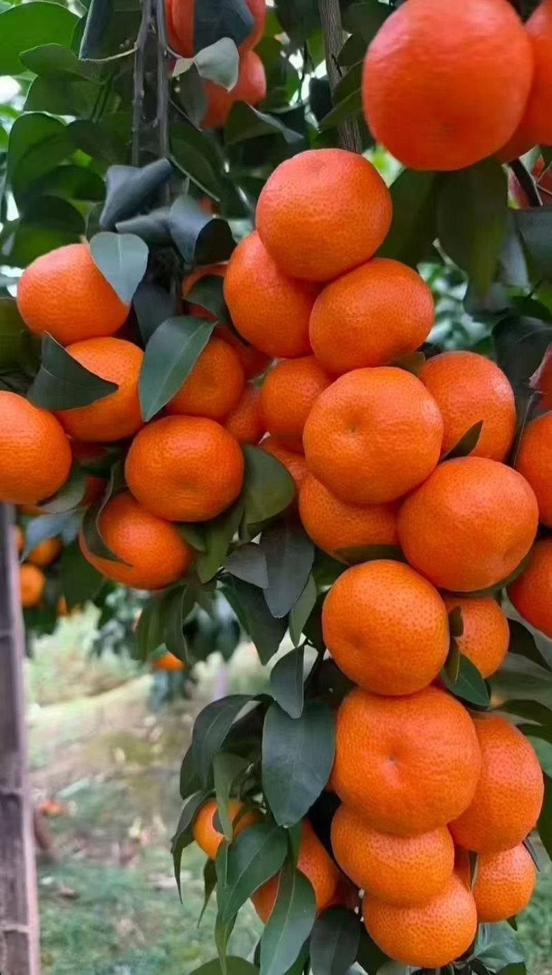 广西砂糖橘