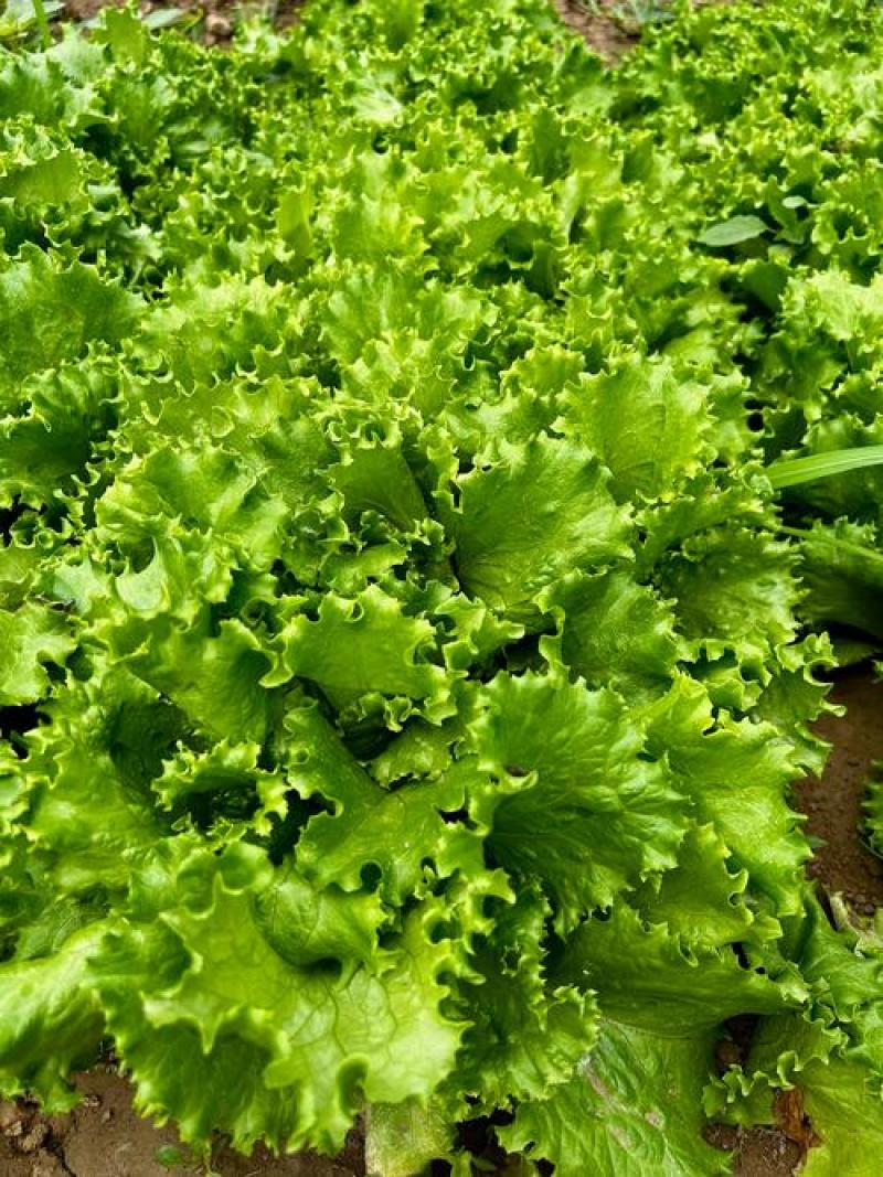 意大利生菜