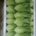 意大利生菜