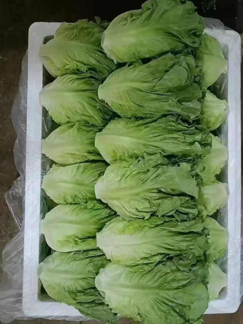 意大利生菜