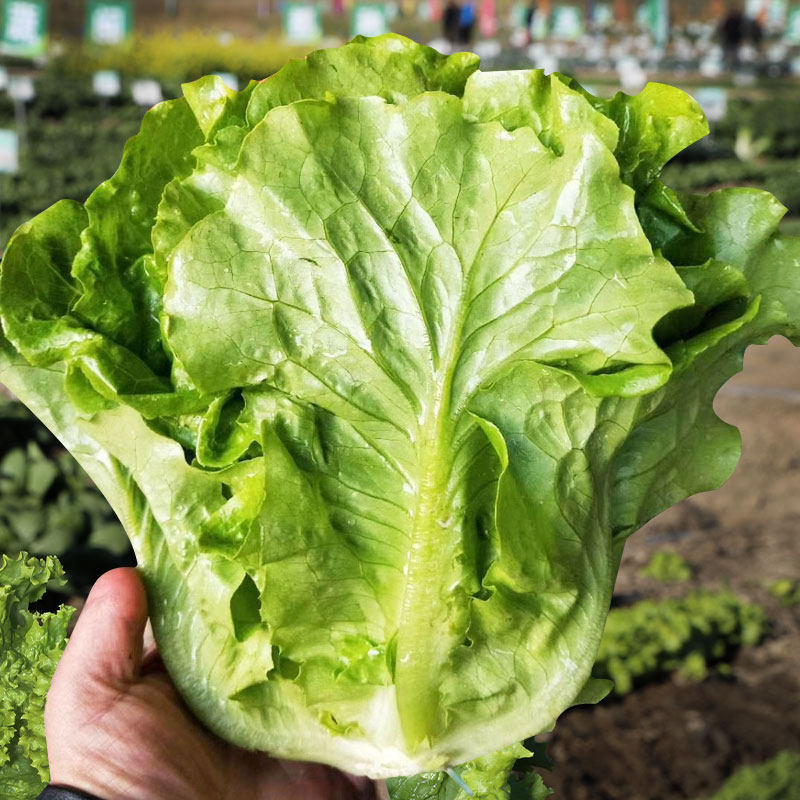 意大利生菜