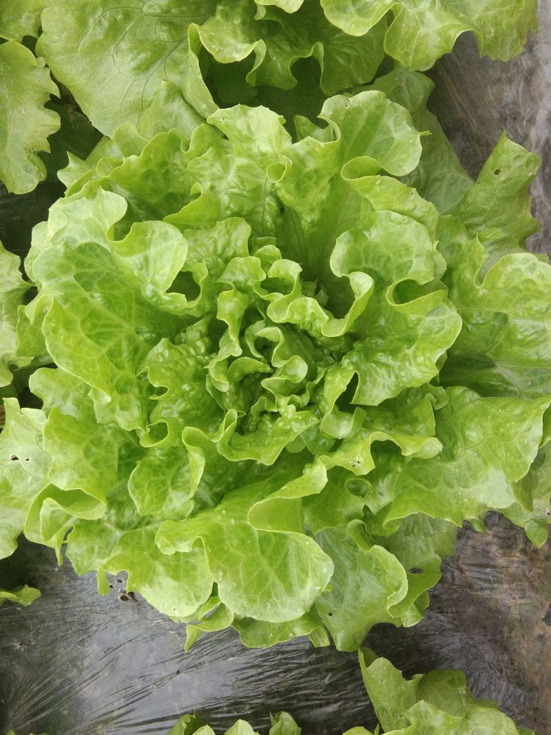 意大利生菜