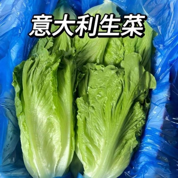 意大利生菜
