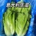 意大利生菜