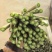 崇明精品芦笋