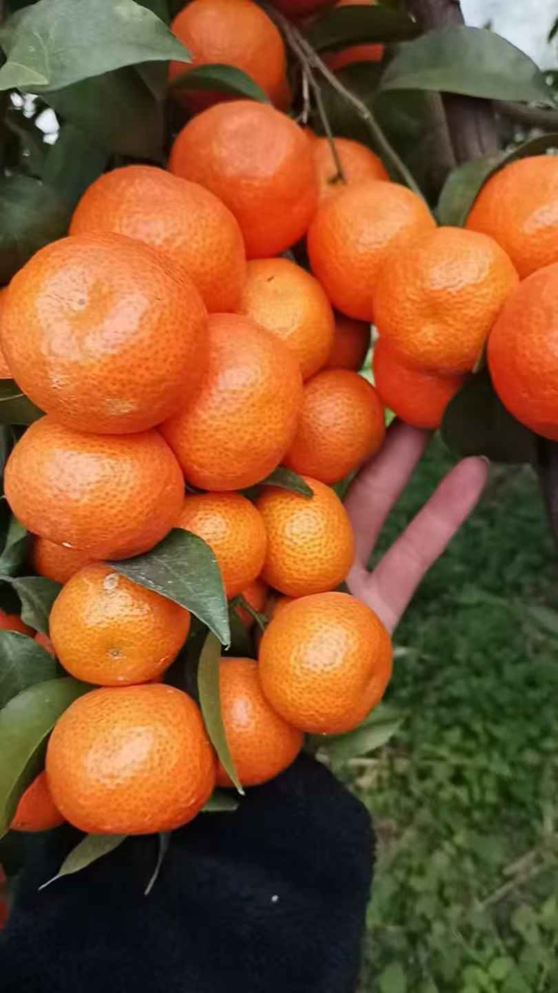 广西砂糖橘