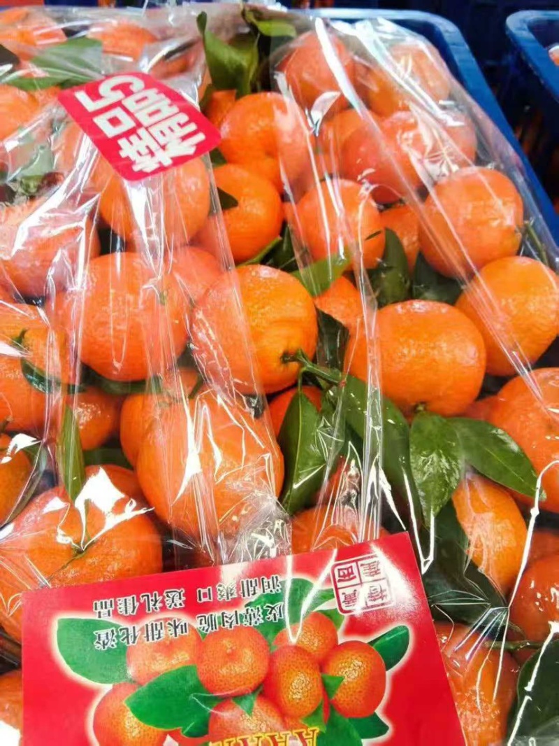 广西砂糖橘