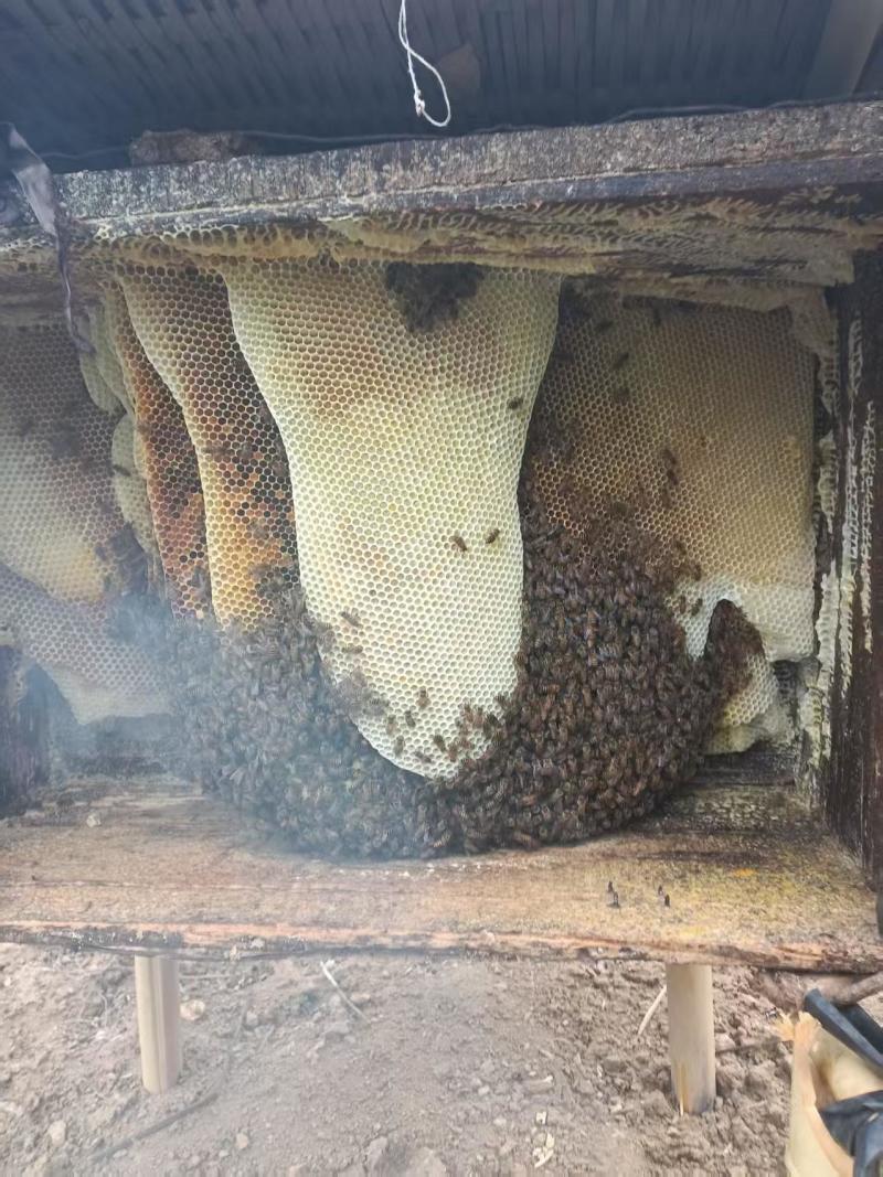 农家土蜂蜜，**保真，每年农历十月份只收一次，量不多