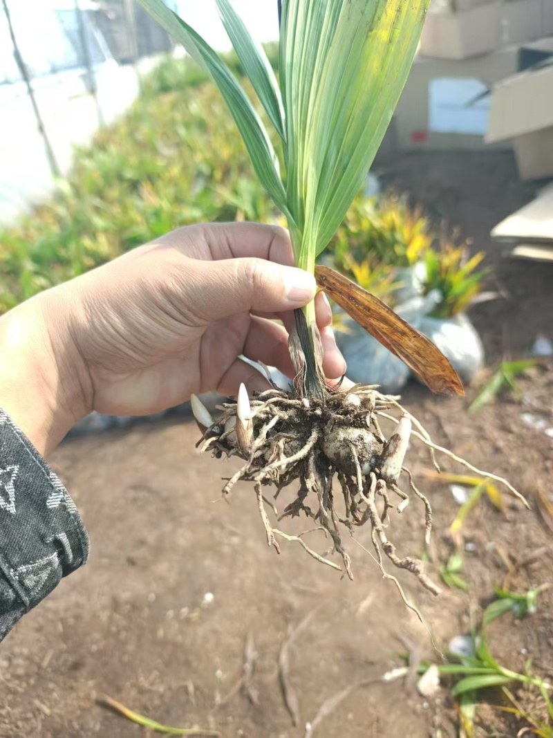白芨苗
