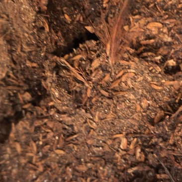 稻壳鸡粪