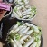 白玉春大萝卜