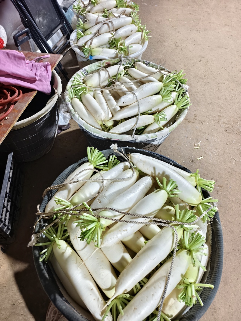 白玉春大萝卜