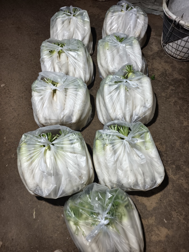 白玉春大萝卜
