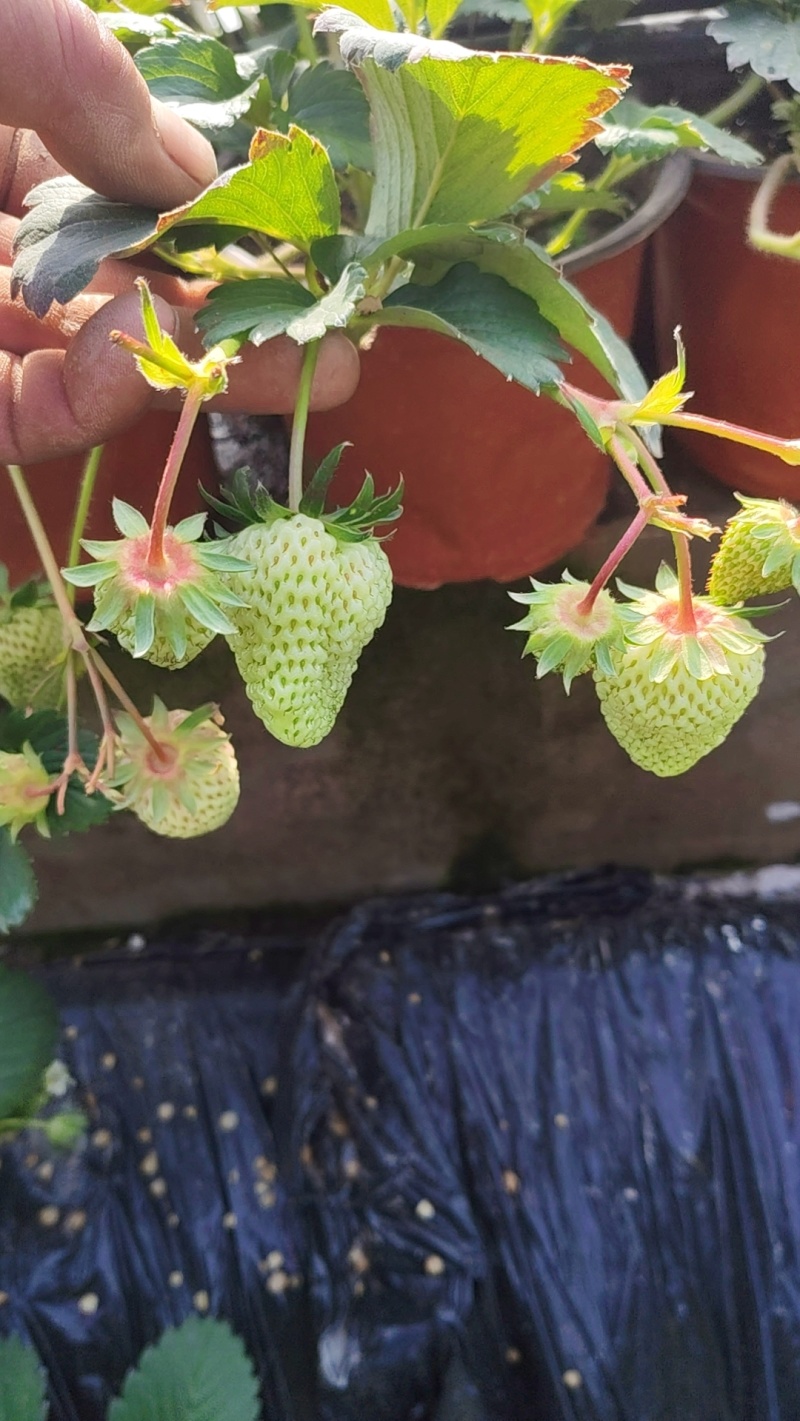 盆栽草莓，