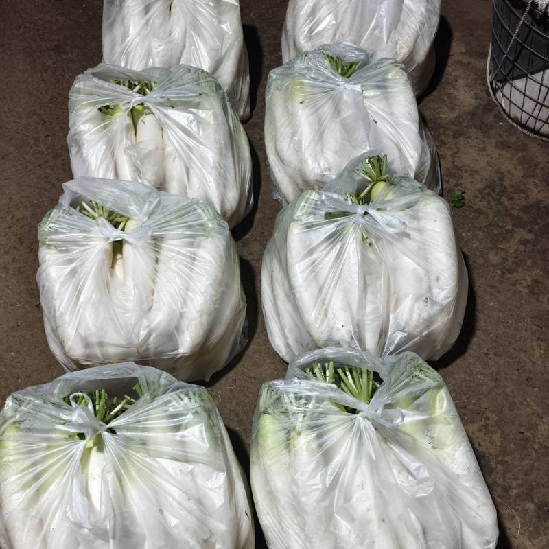 白玉春大萝卜