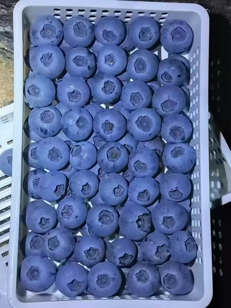 蓝莓