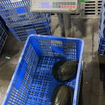 外塘甲鱼