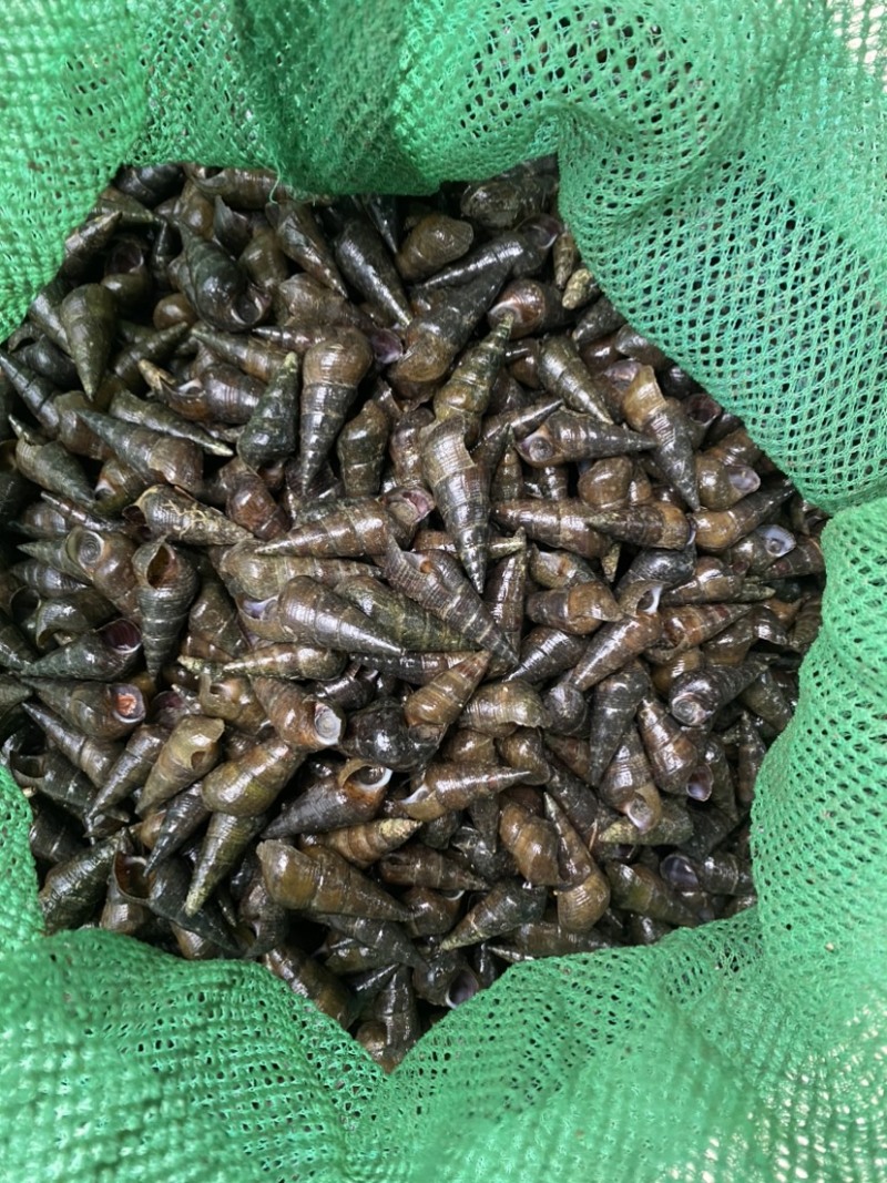 山坑螺，规格1.1起不封顶10一斤运费自理，35斤起发