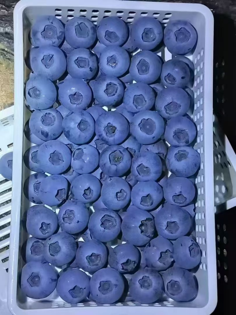 蓝莓上市了，有需要的联系***********