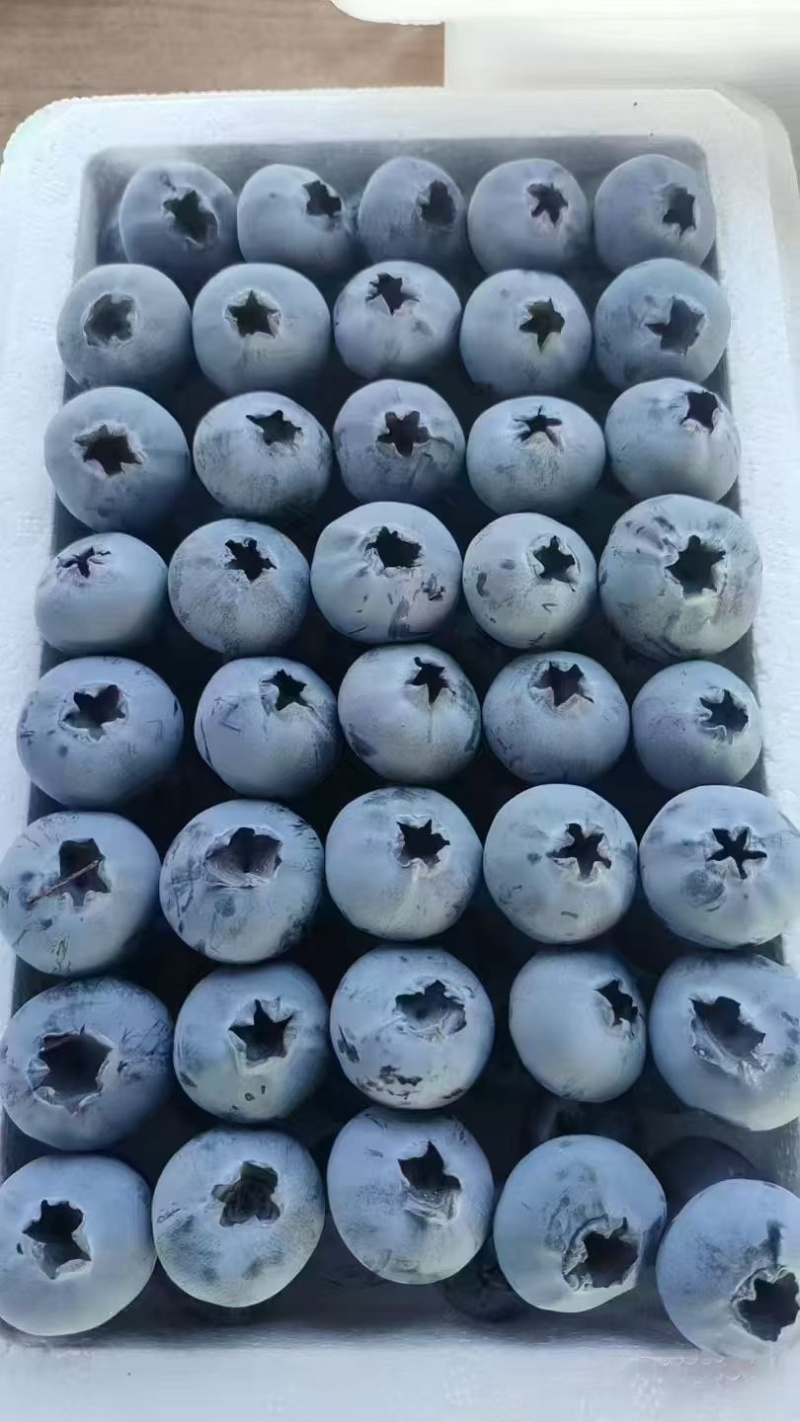 蓝莓上市了，有需要的联系***********