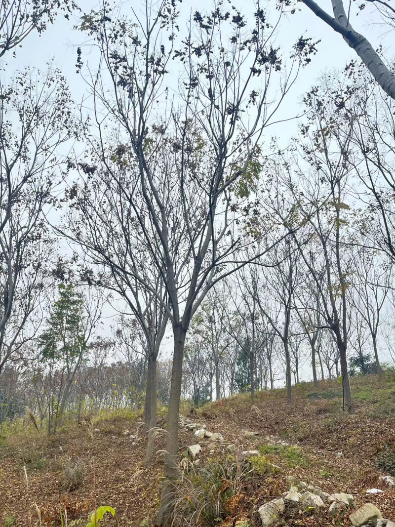栾树，苗圃长期供应:14~16cm栾量大价格更优惠。