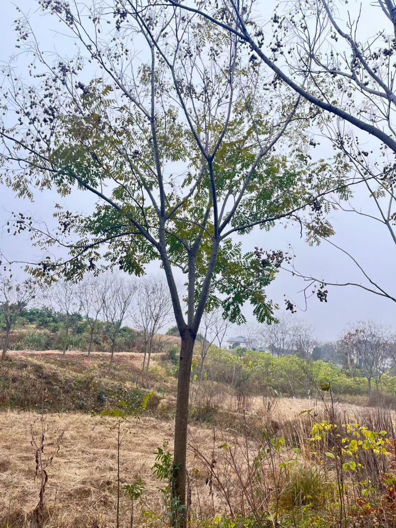 栾树，苗圃长期供应:14~16cm栾量大价格更优惠。
