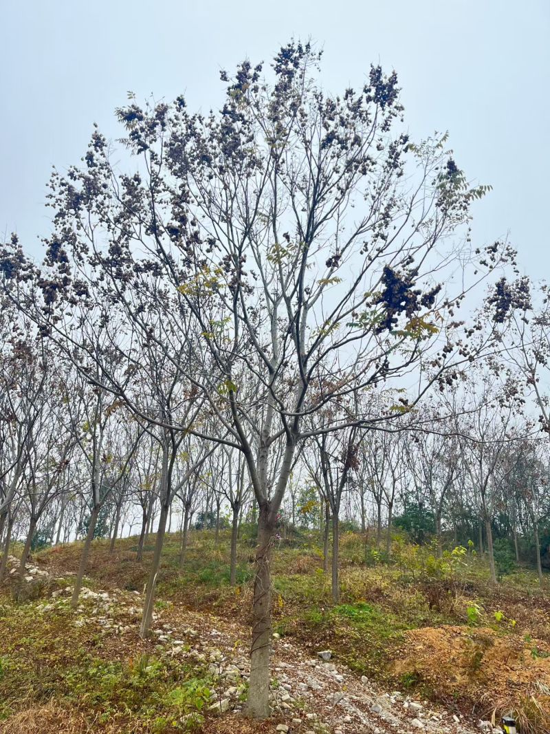 栾树，苗圃长期供应:14~16cm栾量大价格更优惠。